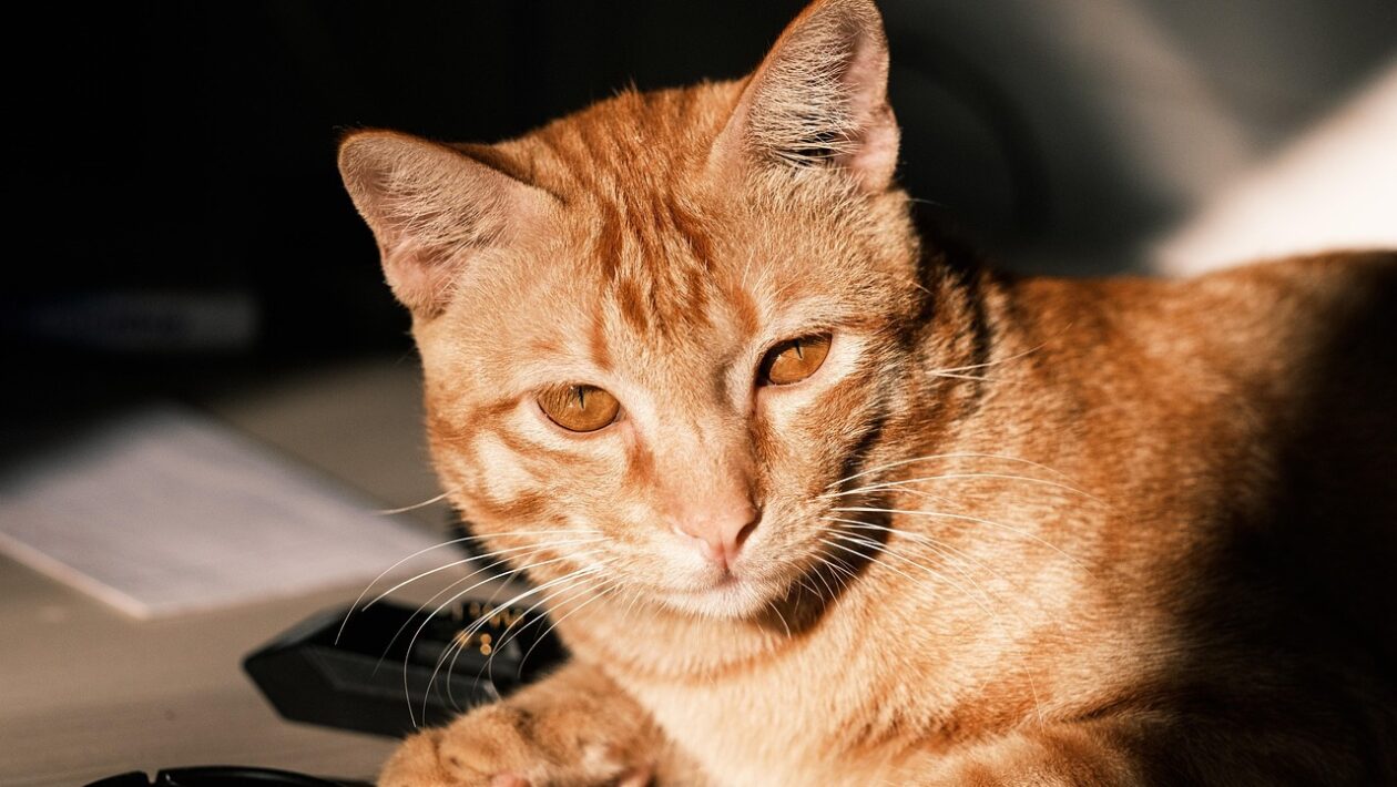 Ombudsman/regulátor: Kam sa obrátiť pri probléme