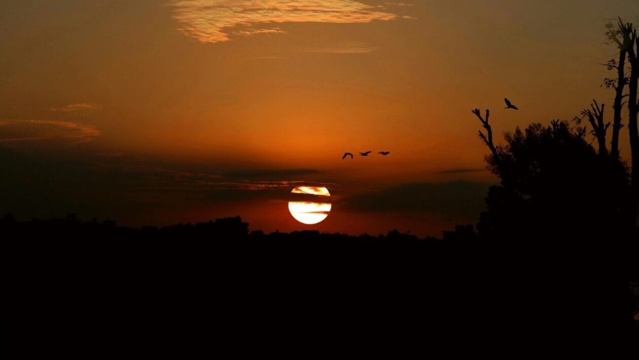 Omega-3 mastné kyseliny: Zdroje (ryby, riasy, orechy) a optimalizácia suplementácie