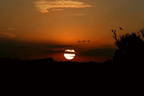 Omega-3 mastné kyseliny: Zdroje (ryby, riasy, orechy) a optimalizácia suplementácie