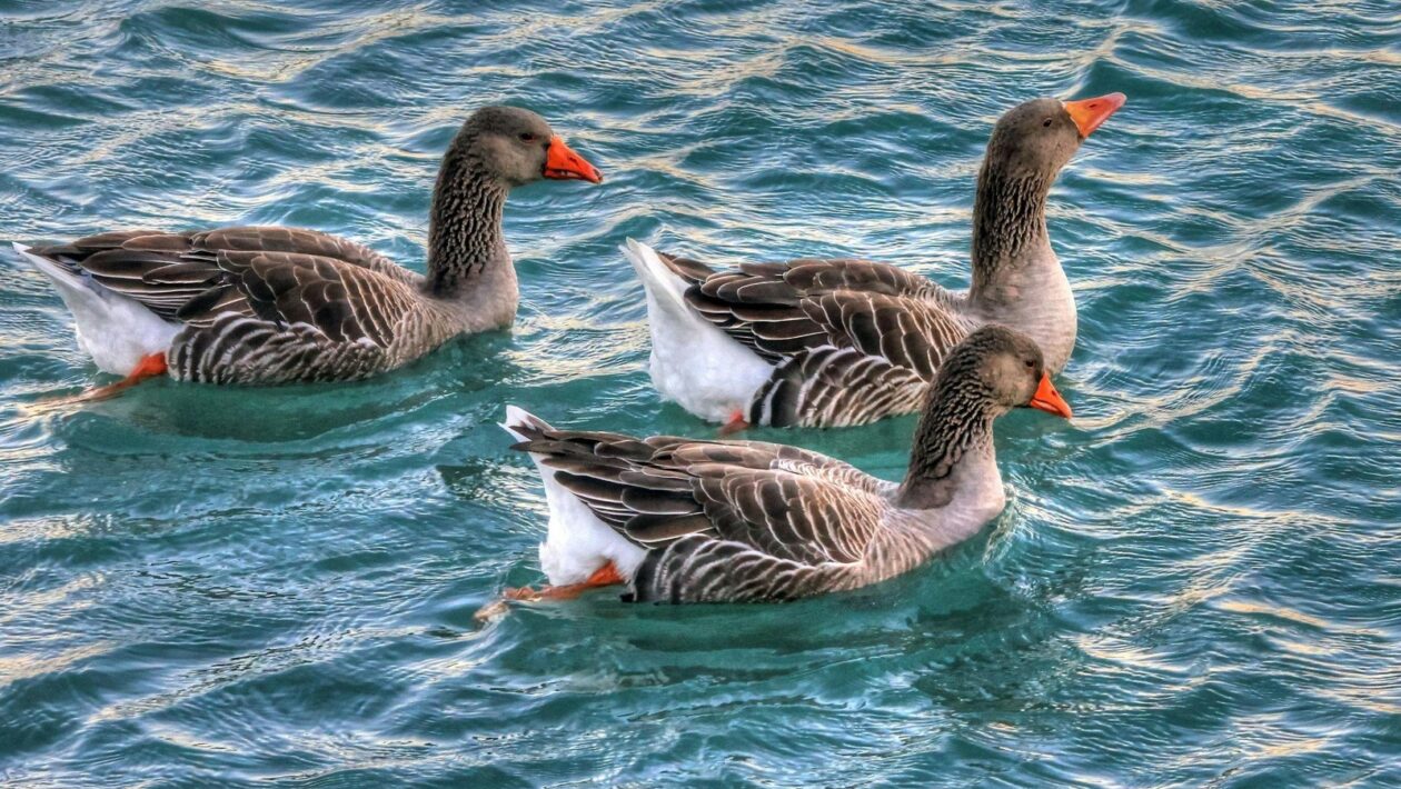 Výber značiek doplnkov: Kritériá kvality, testovania a transparentnosti